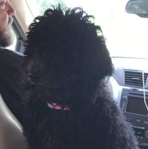 Meet your Posher, Weston